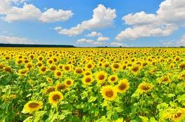 Plakat pole wiejski słonecznik kwiat