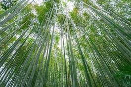 Fotoroleta japonia spokojny bambus