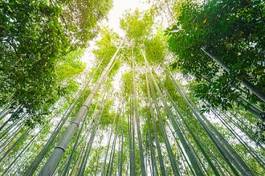 Naklejka japonia ogród las