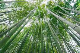 Fotoroleta bambus las trawa