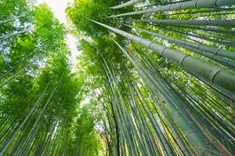 Naklejka ogród spokojny drzewa bambus