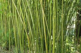 Fototapeta las bambus roślina natura