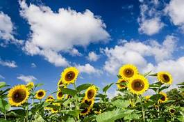 Fototapeta niebo krajobraz kwiat słońce