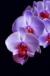 Naklejka orhidea natura kwiat storczyk