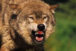 Obraz na płótnie groźny wilk