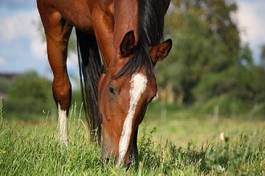 Fototapeta zwierzę zatoka ogier koń rolnictwo