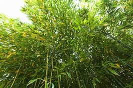 Fotoroleta natura ogród las słoma bambus