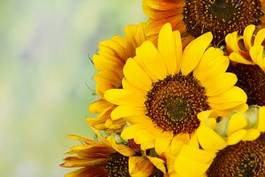 Obraz na płótnie piękny ziarno bukiet słońce słonecznik