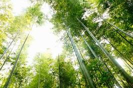 Plakat orientalne park japonia bambus wzór