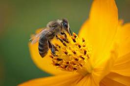 Obraz na płótnie natura kwiat pyłek nektar życie