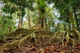 Naklejka tropikalny dżungla las