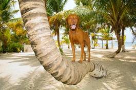 Fototapeta tropikalny zwierzę plaża pies drzewa