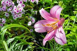 Fotoroleta kwiat ogród piękny