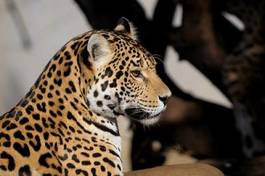 Naklejka jaguar kot zwierzę