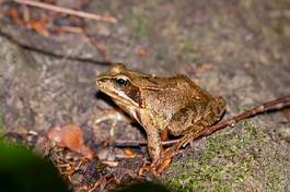 Fototapeta żaba natura dziki zwierzę płaz