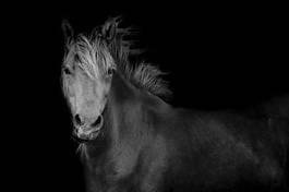 Fototapeta japonia zwierzę koń wyścigi konne koń wyścigowy