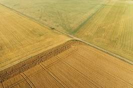 Fototapeta lato pszenica rolnictwo widok pejzaż