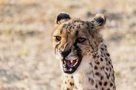 Naklejka dziki gepard natura zwierzę