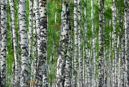 Fotoroleta natura drzewa brzoza