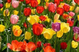 Plakat tulipan kwiat narcyz