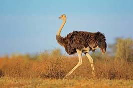 Naklejka bezdroża afryka pustynia republika południowej afryki ptak
