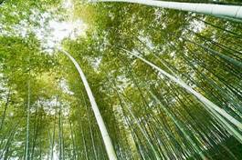 Naklejka bambus natura spokojny zen słońce