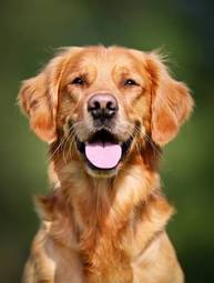 Obraz na płótnie twarz pies lato natura zwierzę