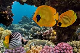 Fototapeta karaiby zwierzę koral tropikalny egzotyczny