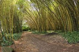 Fototapeta bambus las ogród