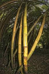 Naklejka pejzaż roślina las natura bambus
