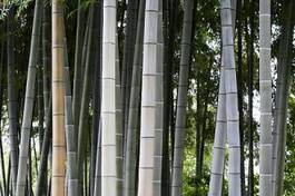Naklejka roślina drzewa natura japoński lato