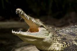 Naklejka zwierzę usta dziki krokodyl gad