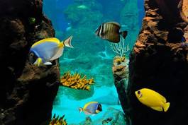 Fotoroleta morze woda tropikalny zwierzę ryba