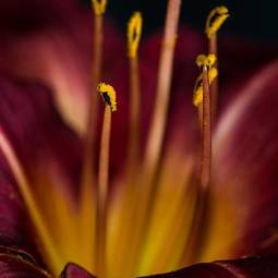 Fototapeta pyłek natura kwiat pręcik piętno