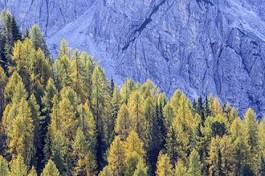 Obraz na płótnie alpy bezdroża widok drzewa pejzaż