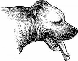 Naklejka pies zwierzę portret ssak