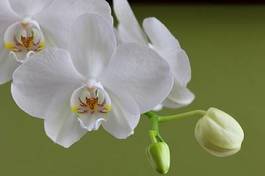 Fototapeta storczyk zen zdrowie kwiat kobieta