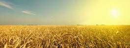 Fotoroleta lato niebo jęczmień pszenica pole