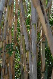 Fotoroleta roślina bambus łodyga