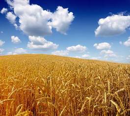 Fototapeta pszenica wiejski lato zboże mąka