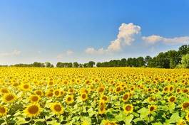 Plakat pole lato kwiat słonecznik natura