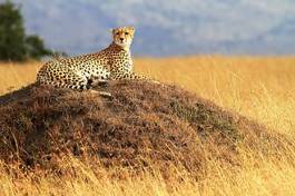 Obraz na płótnie wzgórze zwierzę ssak safari