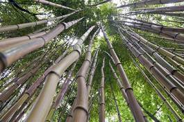 Fototapeta tropikalny azjatycki bambus dżungla