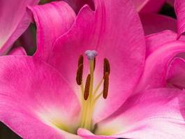 Naklejka obraz kwiat natura pyłek roślina