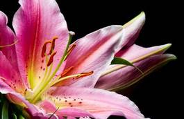 Fototapeta kwiat bukiet płatki lilia 