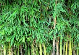 Plakat bambus las azjatycki