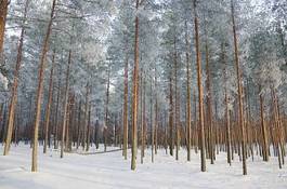 Plakat park sosna drzewa śnieg piękny