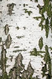 Obraz na płótnie natura drzewa sosna