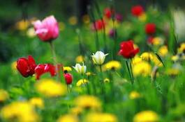 Fotoroleta tulipan natura kwiat