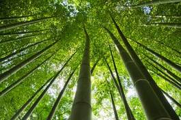 Plakat roślina tropikalny ogród bambus słońce